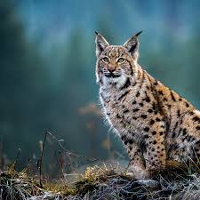 It has a conservation status of least concern. Eurasian Lynx How Our Computer Model Highlighted The Best Site For Restoring This Wild Cat To Scotland