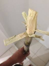 If you've ever had the pleasure of chewing sugarcane then you can appreciate its refreshing and energizing effect on the body. Steve Even Got Me Some Sugar Cane Across The Street To Chew On Picture Of Brittany S Hotel Georgetown Tripadvisor