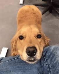 Golden Retriever Gifs Get The Best Gif On Giphy
