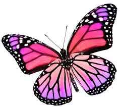The Spiritual Significance Of Butterflies 3 Powerful Ways To Receive A Message Numerologist Com Butterfly Drawing Butterfly Art Butterfly Painting