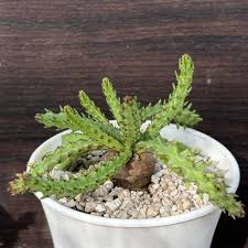 Image result for Euphorbia fanshawei