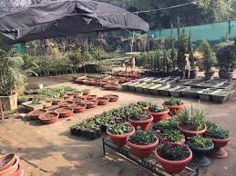 Maybe you would like to learn more about one of these? 8 Best Plant Nurseries In Chandigarh India Gardening