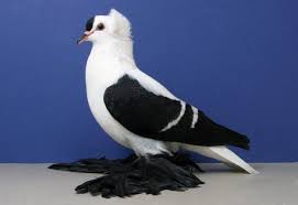 Black And White Pigeon Name Pigeon Breeds Nicefarming Com Pigeon Breeds Pigeon Pictures Pigeon