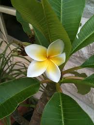 Frangipani Frangipani Plant Leaves Plumeria