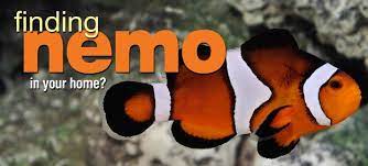 Clownfish Care Saltwater Aquarium Fish Clown Fish Saltwater Tank