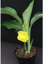 Image result for Siphonochilus