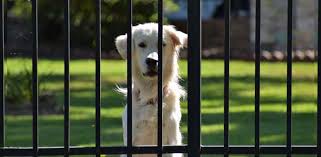 The cardinal gates stairway special outdoor safety gate (model ss30od) is designed for maximum safety in outdoor settings. Top 5 Best Outdoor Dog Gates For Your Deck Or Porch Daily Dog Stuff