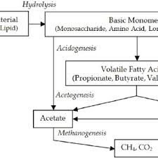 Process Flow Diagram For A Bakers Yeast Industry Download