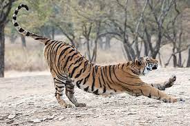 Tigress Name Arrowhead Tiger Photography Big Cats Animals Wild