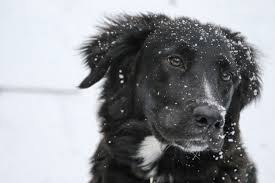 Allow your dog to play outdoors as long as you can join him comfortably. Is It Too Cold For My Dog To Be Left Outside Chimney And Wildlife