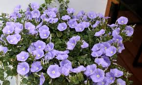 Image result for Convolvulus ocellatus