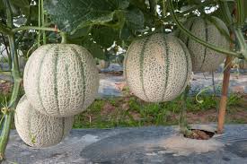 We hope you enjoy growing and eating these exciting living foods! How To Plant Grow And Harvest Cantaloupes And Summer Melons