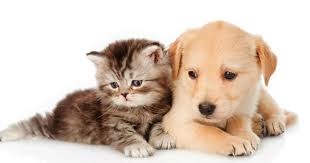 Zac Mitchell Shearer