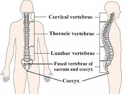 I know of one chiropractic procedure that corrects this problem. Where Would The Tailbone Coccyx Be If I Were To Touch It Quora