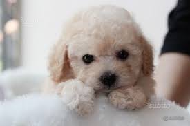 L'aspetto del barboncino toy è di eccezionale importanza per chi vuole partecipare a manifestazioni cinotecniche. Subito Impresa Allevamento Seminoles Barboncino Maschio Toy Animali In Vendita A Bologna Cuccioli Di Barboncino Barboncino Cuccioli