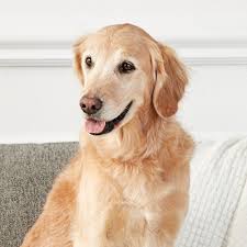 The Friendliest Dog Breeds That Love People Japanese dog names with meanings. the friendliest dog breeds that love people
