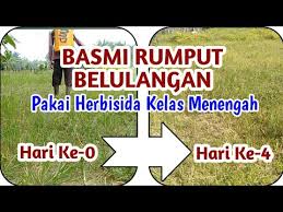 Grinting pakai bahan aktif glifosat seperti supremo, satu tengki 16 l pakai 400 ml mati mas, biasa'nya. Semprot Rumput Belulang Dengan Racun Dosis Kelas Menengah