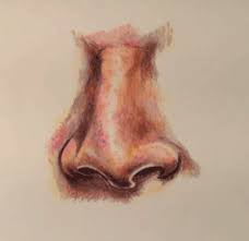 Nose Colored Pencils Nose Drawing Colored Pencils Drawings