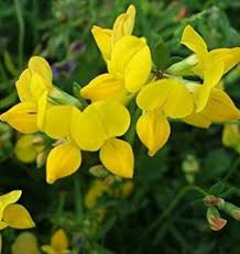 Image result for Lotus corniculatus
