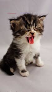Fluffykittens In 2020 Kittens Cutest Baby Cats Cute Animals
