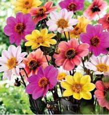Image result for Dahlia `Red Skin`