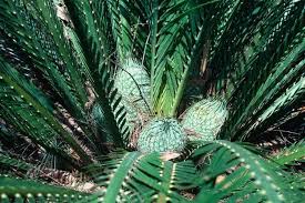 Image result for Macrozamia johnsonii