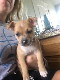 Pregnancy test, options & services at the manchester health center services include: Pictures Of Letty A Chihuahua For Adoption In Manchester Nh Who Needs A Loving Home Pets Chihuahuas For Adoption Chihuahua Mix