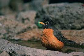 Robin Migration When It Starts And Why You Might See Robins During The Winter Dickinson County Conservation Board