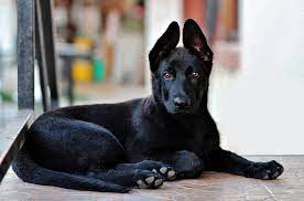 Reserve your pup with a $200 deposit. Black German Shepherd The Ultimate Breed Guide Petventuresbook