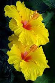 Hibiscus Flower Arrangement Hibiscus Hibiscus Plant Amazing Flowers Pretty Flowers
