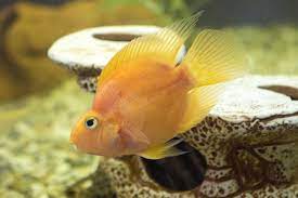 Check spelling or type a new query. Information About Parrot Fish Pet Ponder