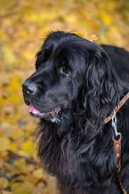 So they keep the top position in long haired dog breeds list. 25 Best Large Dog Breeds Top Big Dogs For Your Family