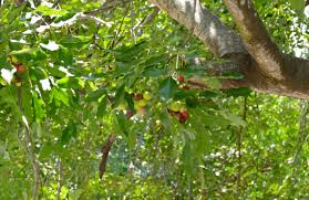 Image result for Ekebergia