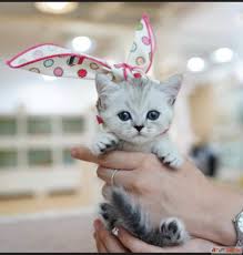Maybe you would like to learn more about one of these? Adorable Munchkin Kittens For Sale Interior Decorators Designers In Ahanu