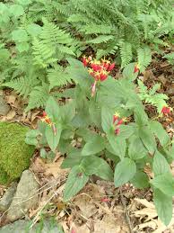 Image result for Loganiaceae