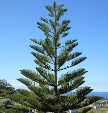 Image result for Arauk rie Araucaria