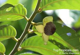 Image result for Uvaria angolensis