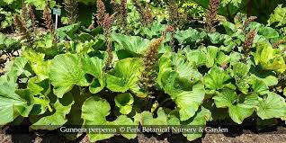 Image result for Gunnera perpensa