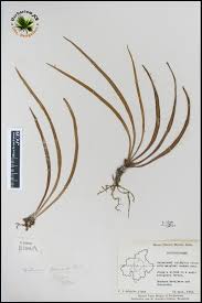 Image result for Vittaria elongata