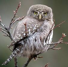 Birds Of North Idaho Northern Pygmy Owl 7 Weighing In At 1 5 Ounces It Is The Smallest Owl In Idaho Found At Elevations Between 3 000 And 10 000 Feet Owl Photos Owl Owl Eyes