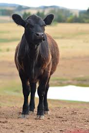 Facebook gives people the power to share and makes the world more open and connected. Black Betty The Orphan Black Angus Heifer