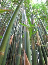 Image result for Pilea bambuseti