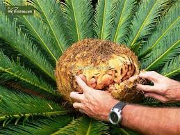 Image result for Cycas revoluta
