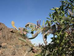 Image result for Tapinanthus forbesii