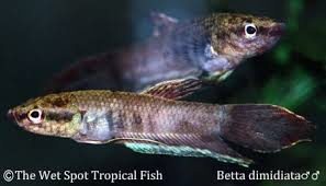 Dimidiata Betta Tropical Fish Betta Fish