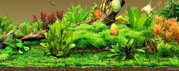 Freshwater Tank Wallpaper Aquarium Landscape Aquarium Live Wallpaper Freshwater Aquarium