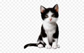 Sign in sign up for free prices and download plans. Kittens Different Transparent U0026 Png Clipart Free Download Ywd Black And White Kitten Free Transparent Png Images Pngaaa Com
