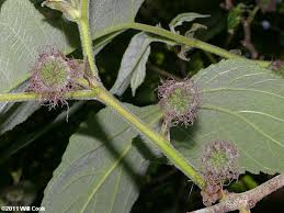 Image result for Broussonetia papyrifera
