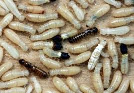 How to get rid of termites in soil. How To Get Rid Of Termites Control Prevention Guide
