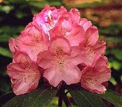 Rhododendron Photo Image Rhododendron Plant Rhododendron Propagating Plants